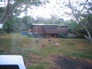 Turkeys!