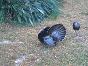 Wild Turkey in the morning