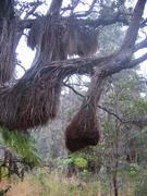 Those roots don't quite reach the ground yet.