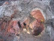 A plant peeks out from a lava tube or tree mold or something.
