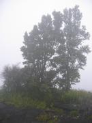 A big tree that survived the flow