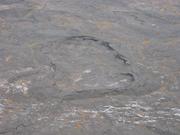 Image IMG_1556.JPG
