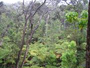 In the rainorest part of the park