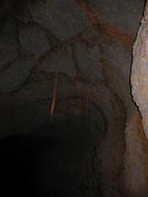 Roots hanging through the ceiling of the lava tube.