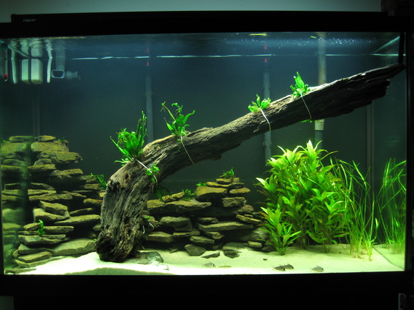 Probe in 110 gallon tank