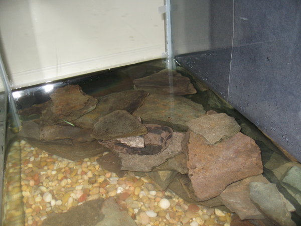 Rock stacking in aquarium