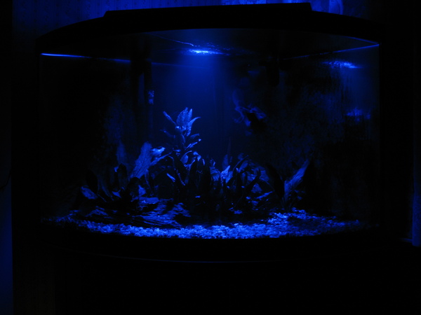 Coralife Lunar light on 54G bowfront