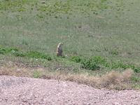 Day 3 - Prairie Dog