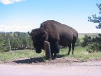 Day 3 - Buffalo
