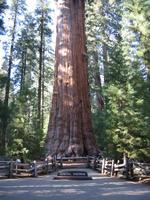 Day 11 - Lower part of General Sherman Tree