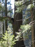 Day 12 - Black Bear in a tree