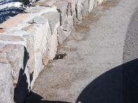 Chipmunk