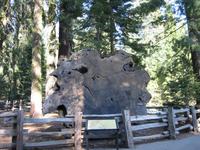 A slice of a Sequoia.  I think this on was around 2000 years old.