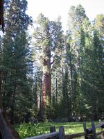 General Sherman Tree, largest living thing in the world, at around 1385 tons, and 2200 years old.
