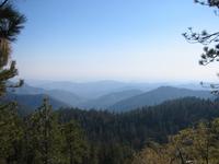 Lots of trees.