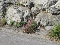 Wildflowers