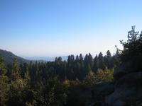 The taller trees are a grove of Sequoias.