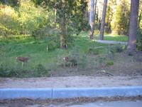 Out of focus deer wandering around by the cabin area.  I think the in-focus deer are only found at lower elevations.