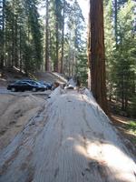 The Auto Log, a tree you used to be able to park your car on.  Since it was has been dead for over 85 years old, it is starting to rot, and it is not safe to drive on anymore.