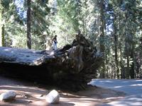 Shallow roots.