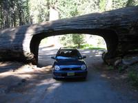 Tunnel log, a tree you can drive your car through.