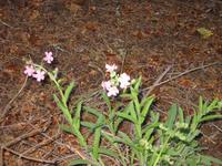 Image IMG_4574.JPG