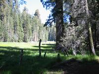 If I was here a month later, this would be all wildflowers.