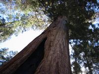 It is really hard to get a picture that shows the scale of these trees.