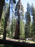 Chimney tree