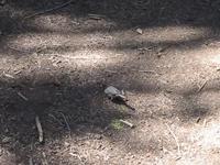 Image IMG_4633.JPG