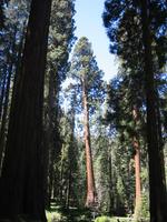Leaning a little, not a good thing.  About the only thing that can kill a Sequoia is falling over.  They are resistant to most disease, fungus, and fire (thanks to bark up to 31 inches thick), but they have shallow roots, so they blow over.  
