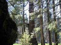 Another bear in a tree.