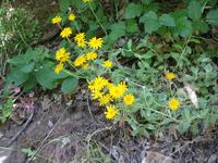 Image IMG_4701.JPG