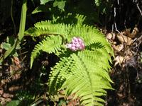 Image IMG_4705.JPG