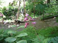 More Flowers.