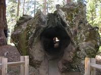 A log you can walk through, or in the past, it has been used as a cabin, a stable, and a refreshment stand (tree fell down at least 100 years ago)
