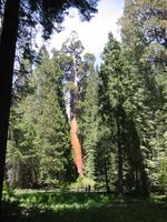 General Grant Tree