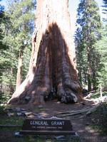 With a maximum basal diameter of over 40 feet, it is wider then my house.  
