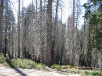 There was a fire here recently.