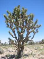 Big tree.