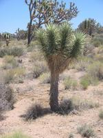 Little Joshua Tree.