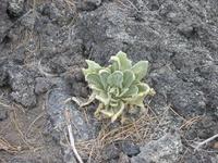 Something growing.
