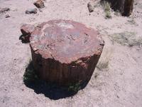 Petrified log, at Petrified Forest National Park