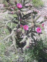 Flowers on a cactus