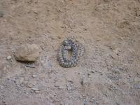 Snake.