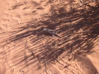 Lizard