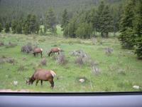 Reindeer?  I didn't think I was at the North Pole.