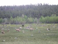 More wildlife.