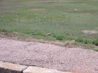 A prairie dog.  