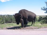 Buffalo.  I don't see the wings though, they must get those from a different type of buffalo.